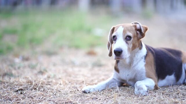 Young beagle puppy lying down on gravel ground, looking forward with attentive eyes.
