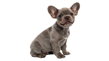 Cute French bulldog puppy dog sitting portrait isolated on transparent background © Oliver