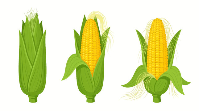 Set of three fresh corn cobs with green husks isolated on white background.