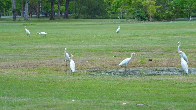 Egrets looking for food in the waterhole in the park.