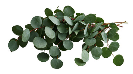 Fresh green eucalyptus branches with round leaves and thin reddish stems © dominica