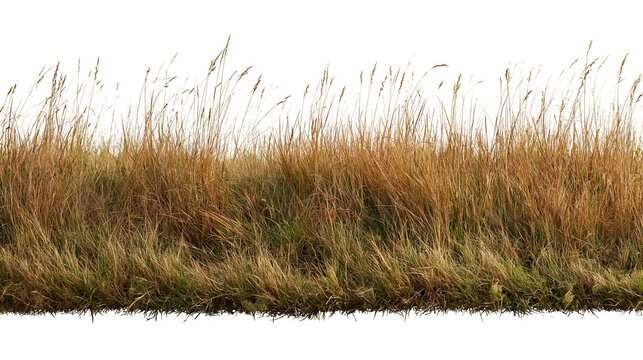 Dry golden meadow grass stalks and green turf patch