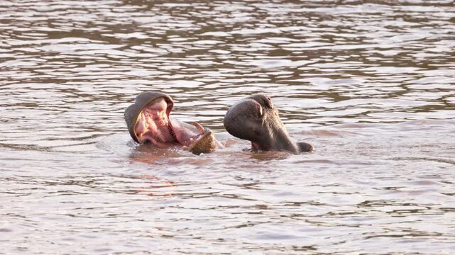 Hippopotamuses partially submerged in the water of Maasai Mara, Kenya, showing typical social behavior in their natural African habitat.