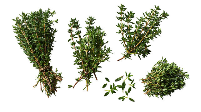 Fresh green thyme herb sprigs and bundles tied with twine