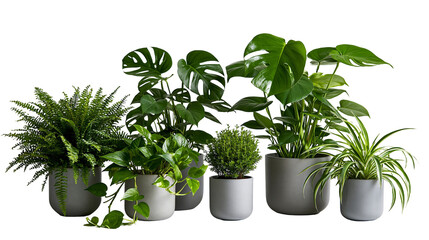 Collection of various green houseplants in grey ceramic pots