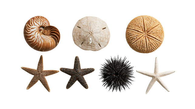 Nautilus shell sand dollar sea urchin, and various starfish collection