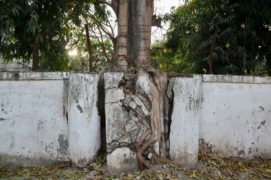 インド　ニューデリー　根で割れた壁
