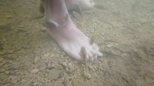 The fish is nibbling legs in the stream of the waterfall.