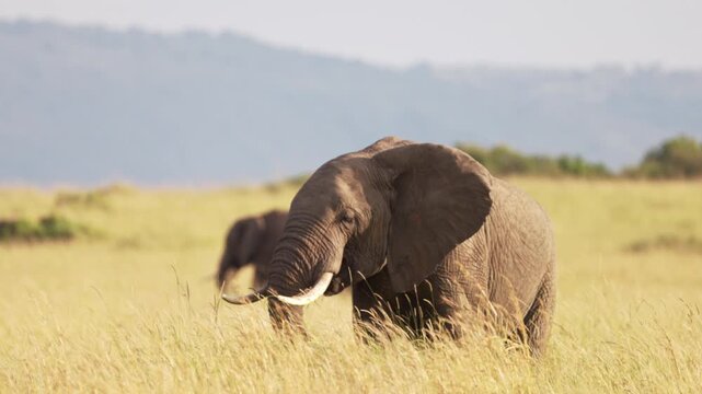African elephant walking through the grasslands of Maasai Mara, Kenya, with mountains in the background. Wildlife safari scene in natural African savanna habitat.