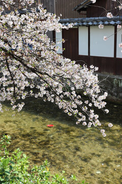 Cherry Trees in Full Bloom Along Kyoto&rsquo;s Philosopher&rsquo;s Path