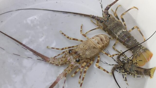 Spiny lobsters moving inside a white basin in a commercial aquaculture farm, highlighting sustainable seafood production and marine farming operations.