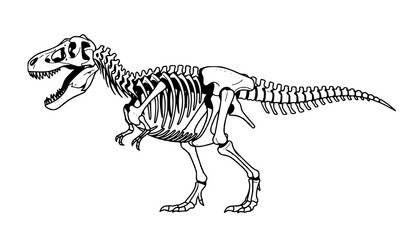 Minimal T Rex Dinosaur Fossil Skeleton Side View Educational Vector © MDNOYON