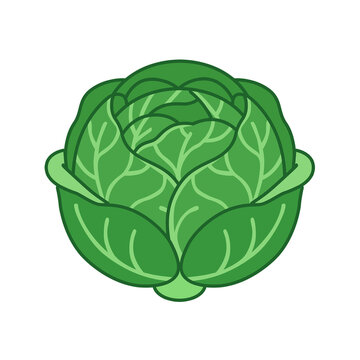 Green cabbage vector illustration