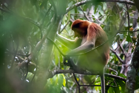 Proboscis monkey, Nasalis larvatus, sitting among dense tropical foliage and partially obscured by leaves in its natural forest habitat in Borneo