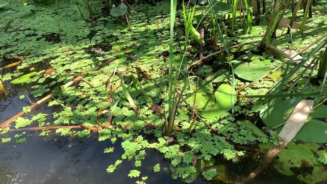 Close up view of aquatic plants and green duckweed floating on a calm pond surface in summer