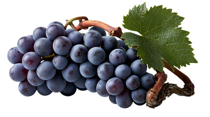 Fresh ripe dark purple grapes cluster with green leaf and woody vine stem © darietta