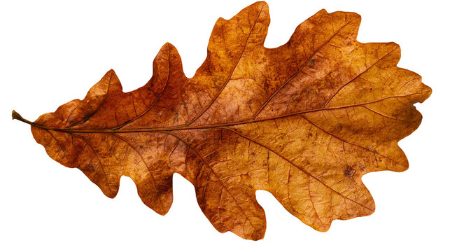 Dried brown oak leaf with detailed veins and serrated edges