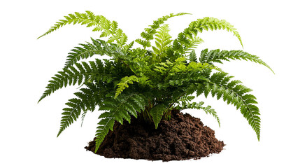 Lush green fern plant growing in a mound of dark brown organic soil © darietta