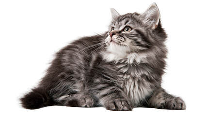 Fluffy grey tabby kitten lying down looking up with alert green eyes © darietta