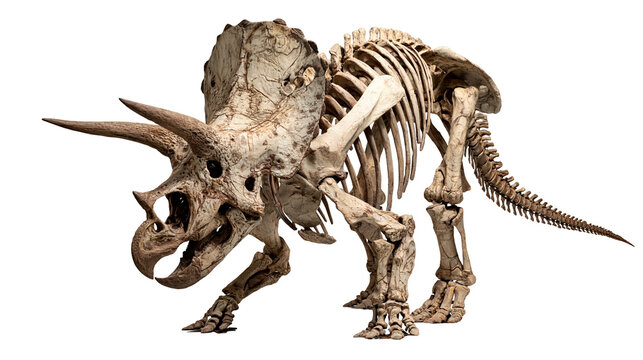 Triceratops dinosaur skeleton fossil with large frill and three horns