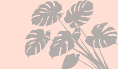 Monstera leaves shadow on pink background © Imran