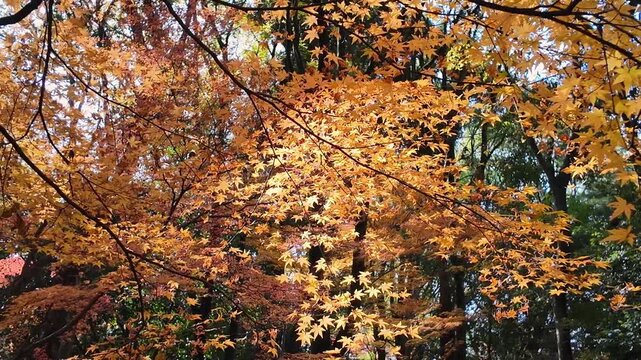 風に揺れる立田山の紅葉　熊本市