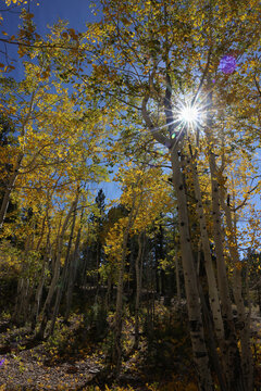 Fall Colors in Lee Canyon Spring Mountains National Recreation Area