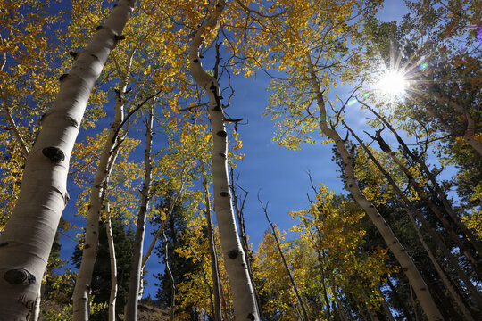 Fall Colors in Lee Canyon Spring Mountains National Recreation Area