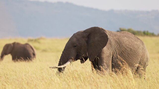 African elephant walking through the grasslands of Maasai Mara, Kenya, with mountains in the background. Wildlife safari scene in natural African savanna habitat.