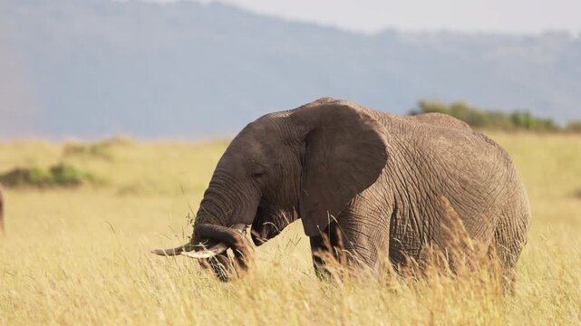 African elephant walking through the grasslands of Maasai Mara, Kenya, with mountains in the background. Wildlife safari scene in natural African savanna habitat.
