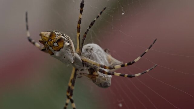 Close up view of a colorful spider resting on its intricate web. The arachnid has long banded legs and a patterned body against a softly blurred natural background.