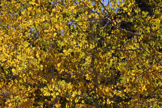 Fall Colors in Lee Canyon Spring Mountains National Recreation Area