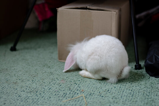 Cute fluffy white rabbit exploring a cardboard box indoors on a green carpet