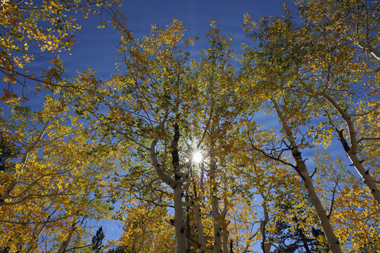 Fall Colors in Lee Canyon Spring Mountains National Recreation Area