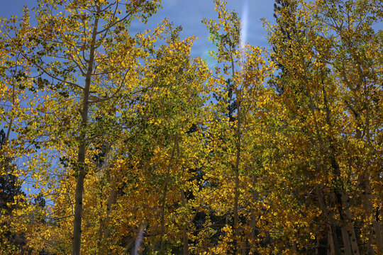 Fall Colors in Lee Canyon Spring Mountains National Recreation Area