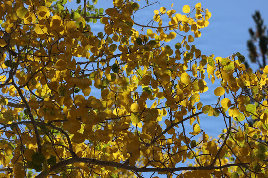 Fall Colors in Lee Canyon Spring Mountains National Recreation Area