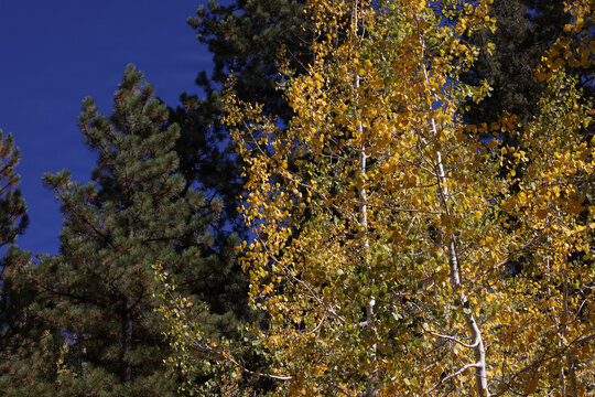 Fall Colors in Lee Canyon Spring Mountains National Recreation Area