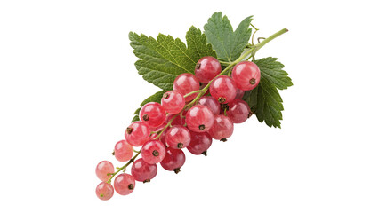 Bunch of fresh red currant berries with leaf isolated on transparent background © Gabriel