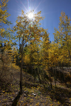Fall Colors in Lee Canyon Spring Mountains National Recreation Area