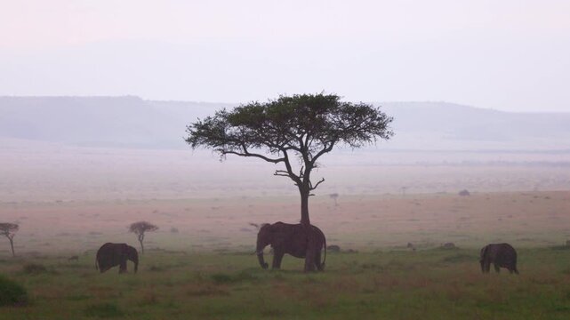 African elephant walking through the grasslands of Maasai Mara, Kenya, with mountains in the background. Wildlife safari scene in natural African savanna habitat.
