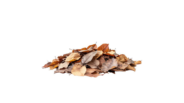 Heap pile of dry brown autumn leaves isolated on white background