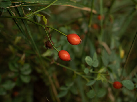 Branches of ripe rose hips in the garden