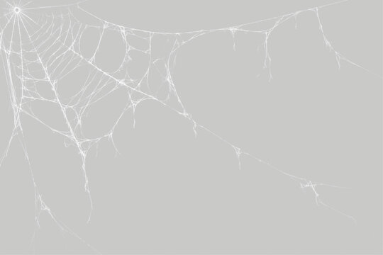 White spider web in the top left corner on a transparent background. Spooky radial cobweb for Halloween decoration