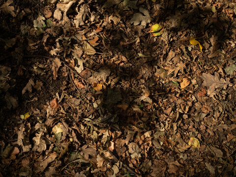 Background. Fallen oak leaves in a children's sandbox.
