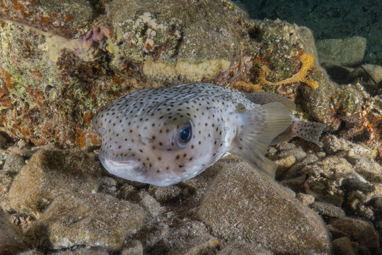 Fish swimming in the Red Sea, colorful fish, Eilat, Israel
