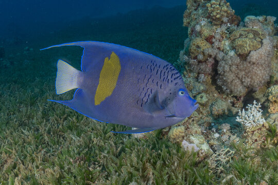 Fish swimming in the Red Sea, colorful fish, Eilat, Israel
