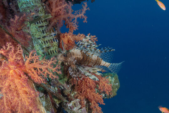 Lionfish (Pterois miles) in the Red Sea, colorful fish, Eilat, Israel
