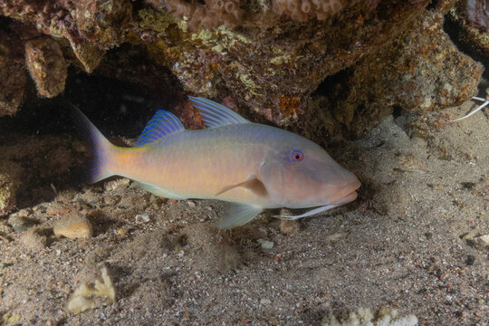 Fish swimming in the Red Sea, colorful fish, Eilat, Israel
