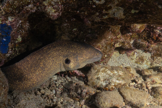 Moray eel Mooray lycodontis undulatus in the Red Sea, Eilat Israel

