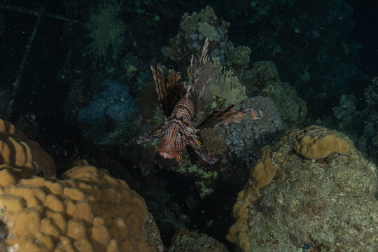 Lionfish (Pterois miles) in the Red Sea, colorful fish, Eilat, Israel
